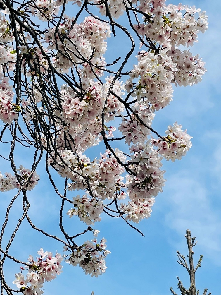 NTT技術史料館周辺の桜の写真2枚目